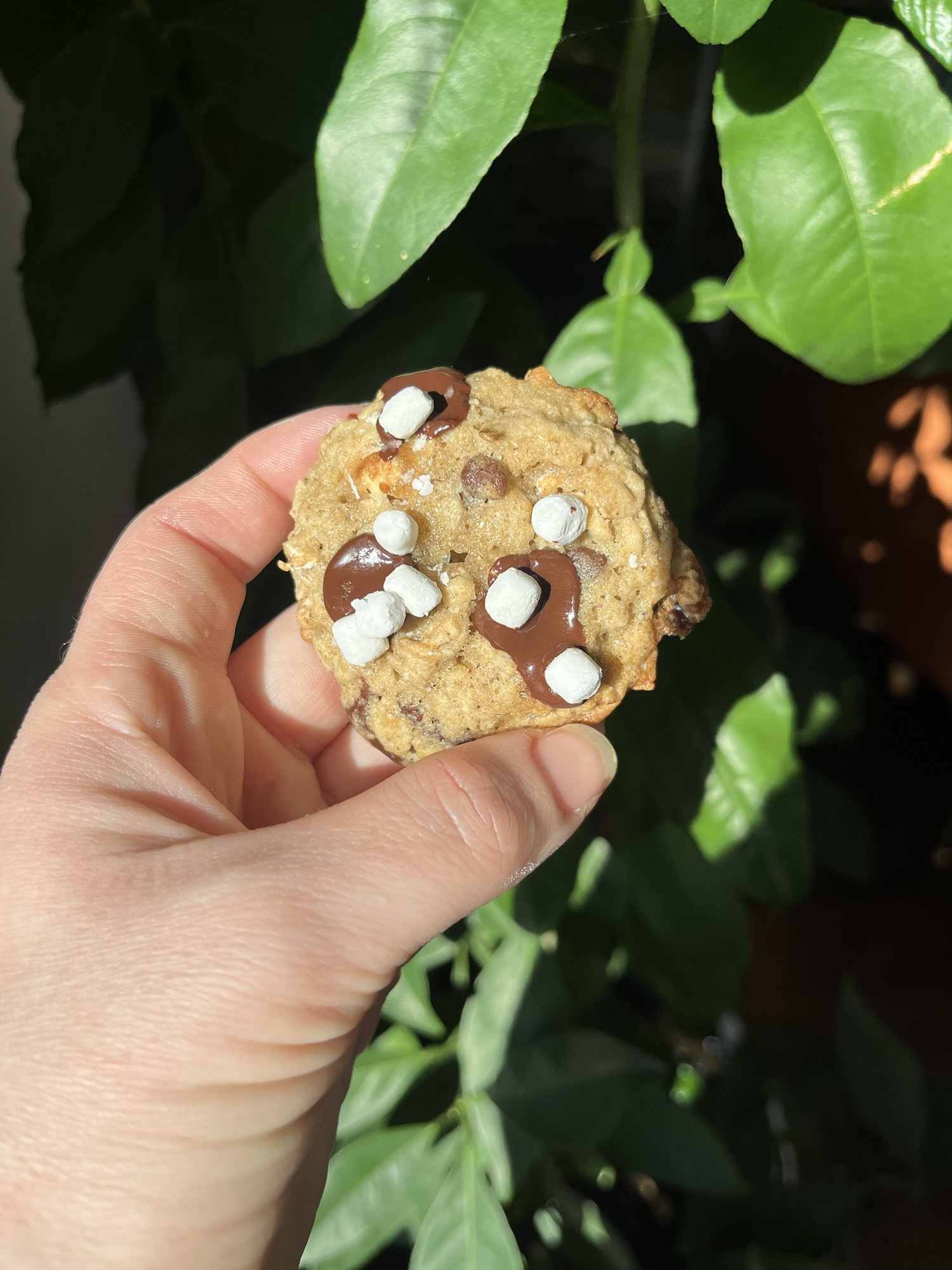 Sourdough Discard Oatmeal Chocolate Chip & Marshmallow Cookies Recipe
