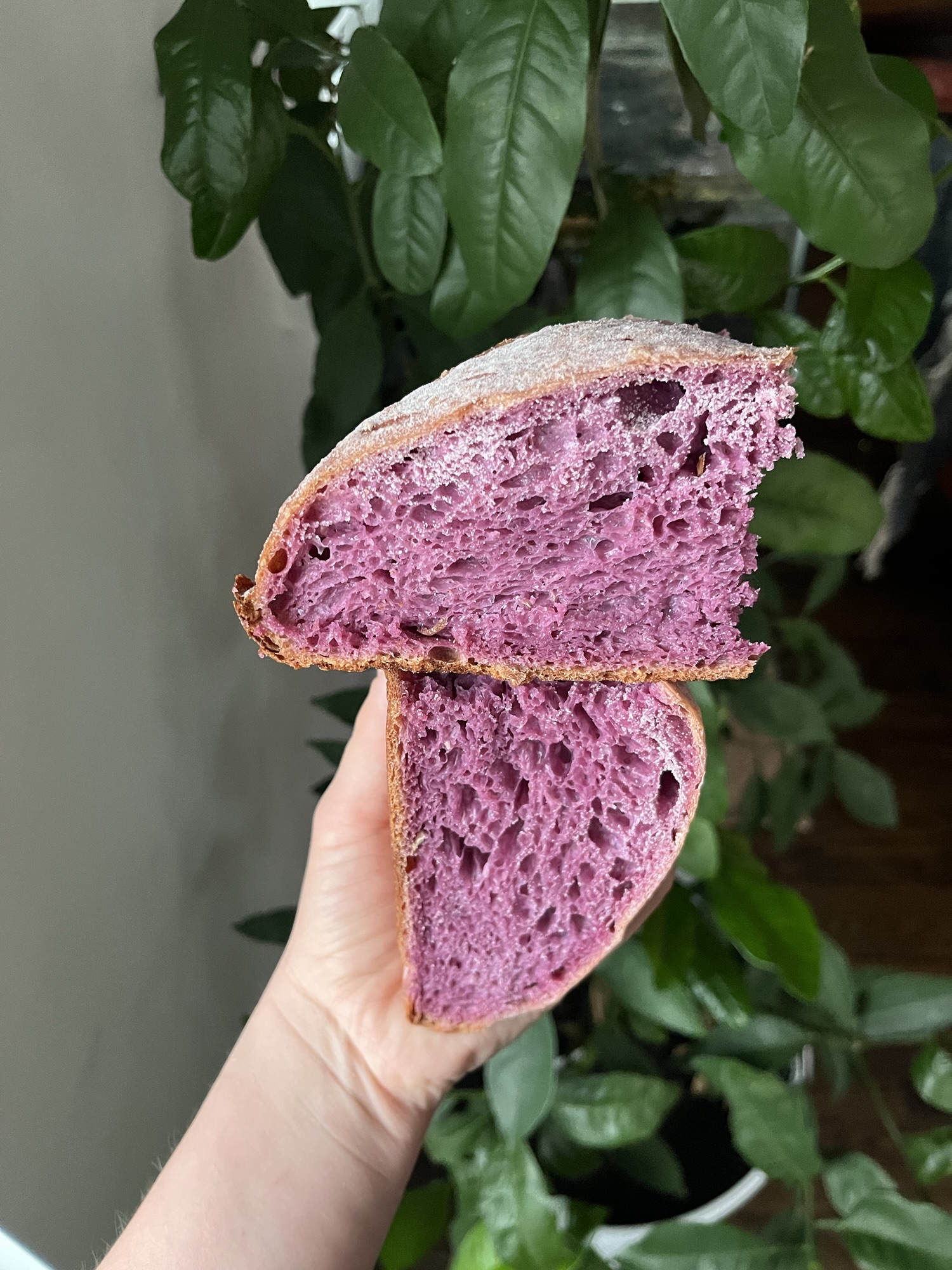 Hawaiian Style Taro Sourdough Loaf Recipe