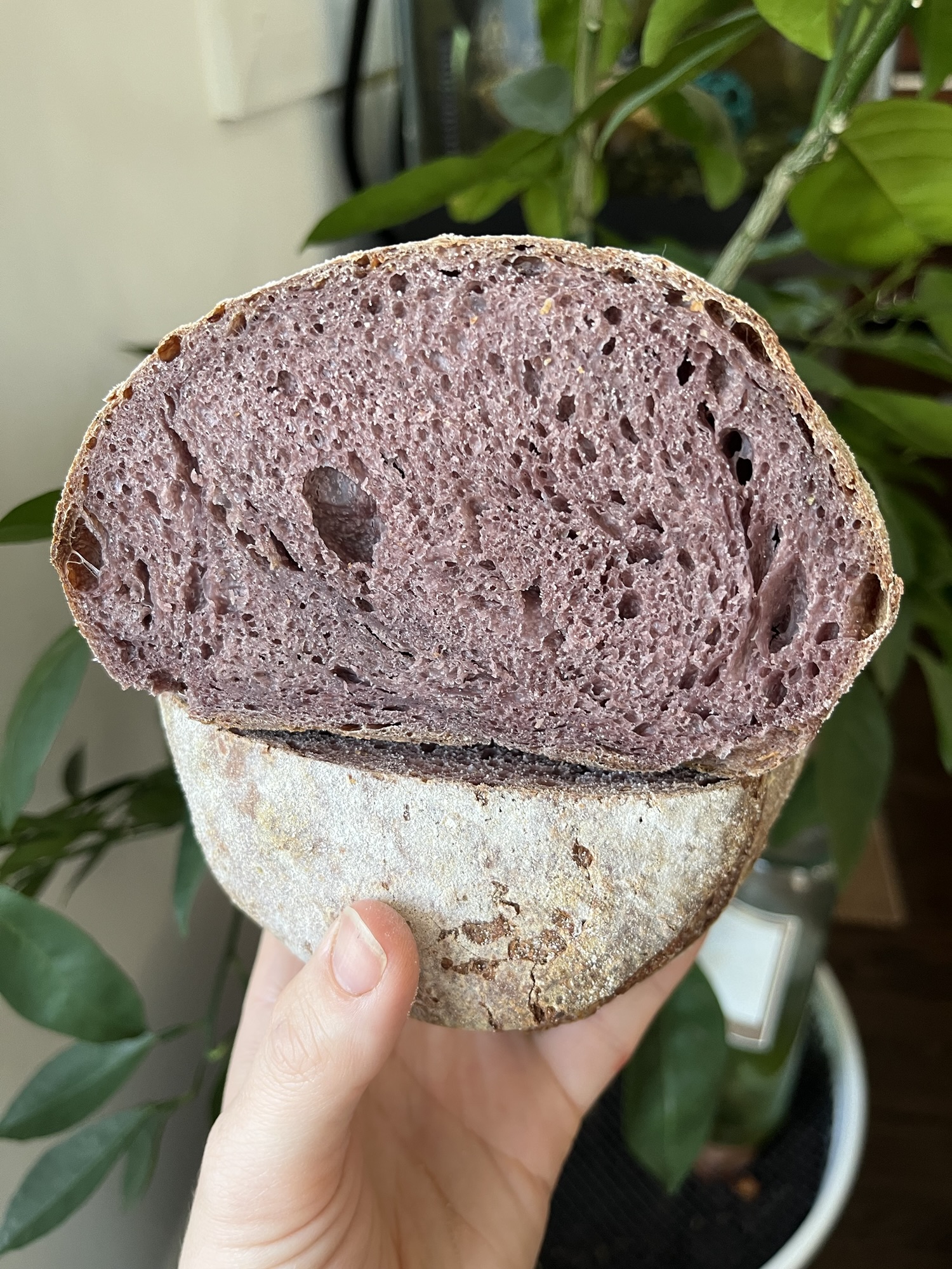 Red Wine, Parmesan, Black Pepper Sourdough Loaf Recipe