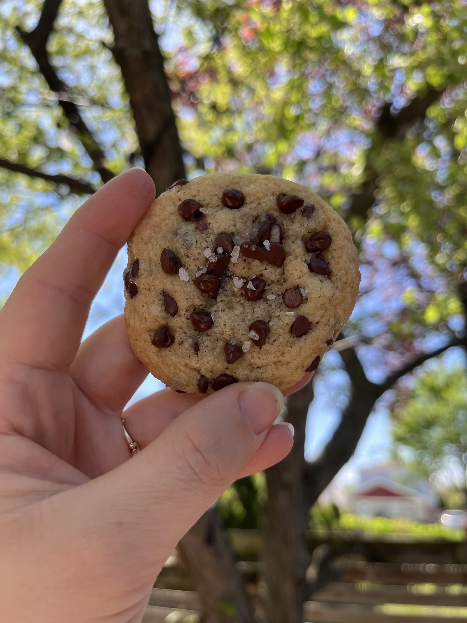 Best Sourdough Discard Chocolate Chip Cookie Recipe
