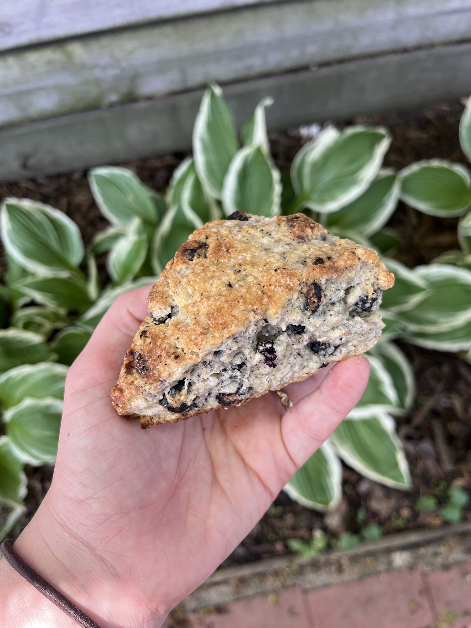 Sourdough Blueberry Scones Recipe