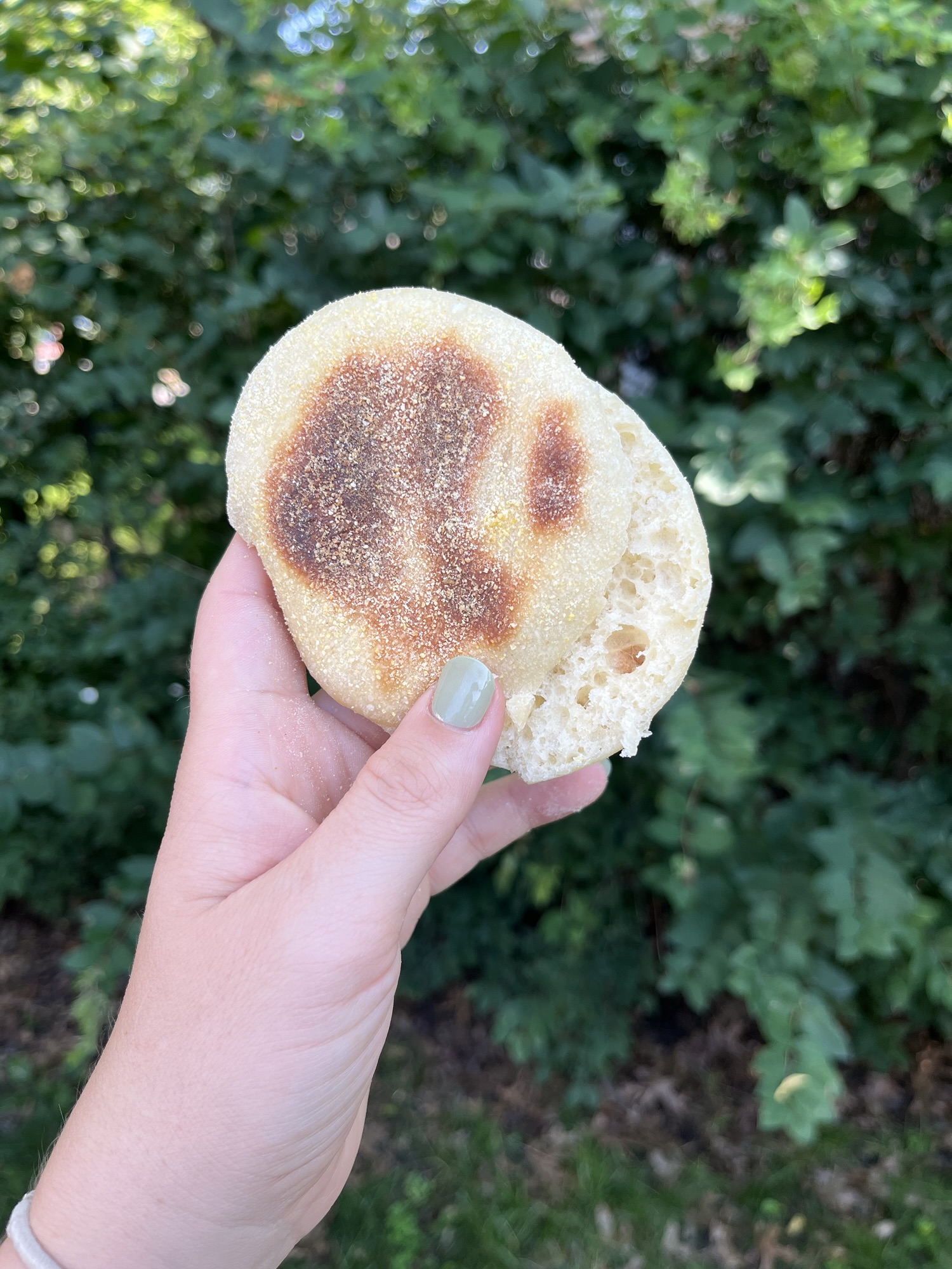 Same Day Sourdough English Muffin Recipe
